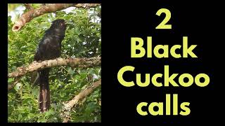 2 BLACK CUCKOO CALLS [upl. by Andreas]