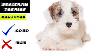 Sealyham Terrier Good And Bad [upl. by Ferdy859]