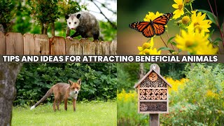 quotCreating a WildlifeFriendly Garden Tips and Ideas for Attracting Beneficial Animalsquot [upl. by Paddy]