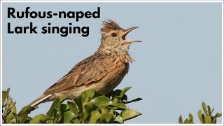 RUFOUSNAPED LARK singing its typical song and wing flapping [upl. by Hiasi]