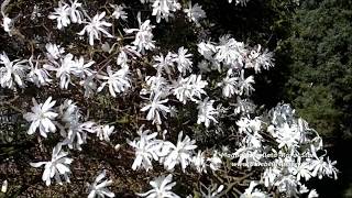 Magnolia stellata Royal Star Star Magnolia [upl. by Arodoeht]