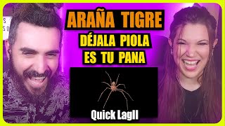 👉 ARAÑA TIGRE  DÉJALA PIOLA ES TU PANA  QUICK LAGII  Somos Curiosos [upl. by Reginnej]