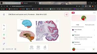 Telencephalon amp Diencephalon  Cerebral Cortex  lobs [upl. by Lupien688]