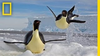 Paul Nicklen Emperors of the Ice  Nat Geo Live [upl. by Ehsrop]