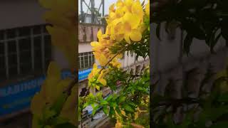 fuler gandho vora batas ese song love music shortsbengalisong [upl. by Artep803]