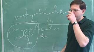 Introduction to amino acids and peptides 11 [upl. by Ymor186]