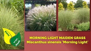 MORNING LIGHT MAIDEN GRASS  Miscanthus sinensis Morning Light [upl. by Enorej]