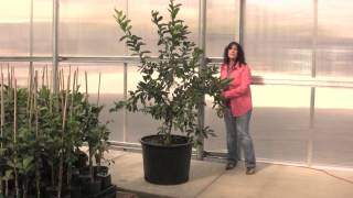 Four Winds Growers presents quotPruning Your Citrusquot [upl. by Airdua]