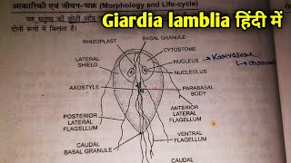 Life history of giardia lamblia in hindi  Body structure of Giardia lamblia BSc 3rd year [upl. by Spracklen]