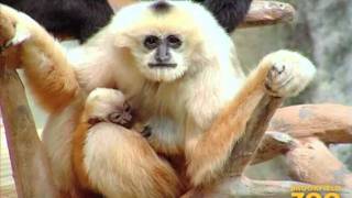 New Baby Gibbon at Brookfield Zoo [upl. by Eseela]