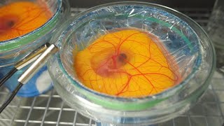 TAG 8  KÜKEN EMBRYO IM GLAS warum das Auge so groß ist [upl. by Yensehc]