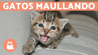 Los mejores MAULLIDOS de GATOS 🐱 ¡Gatos MAULLANDO mucho y fuerte 🐾 [upl. by Atnahsal480]