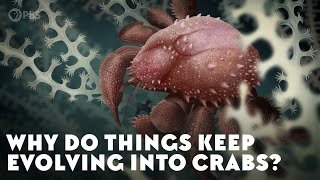 Why Do Things Keep Evolving Into Crabs [upl. by Ecinnej]