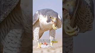 Peregrine falcon  The words fastest animal [upl. by Yehc]