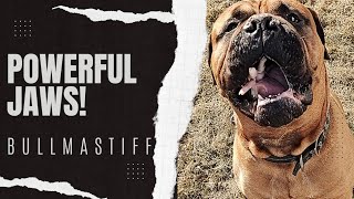 CRUNCH Bullmastiff Devours Raw Chicken Feet [upl. by Roosnam]