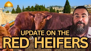 Witnessing History THE RED HEIFERS IN ISRAEL Is this a sign of the END TIMES [upl. by Cyrilla]