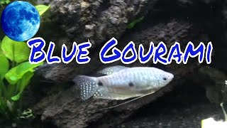 Blue Gourami Care Guide [upl. by Esimehc]