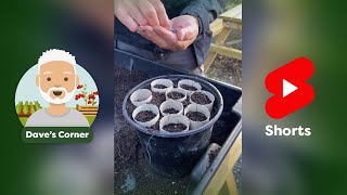 How to Sow Sweet Peas in Toilet Rolls [upl. by Vassili]