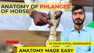 lecture  28 Anatomy of phalanges of forelimb amp hindlimbVeterinary Anatomy in HindiUrdu [upl. by Odraccir]