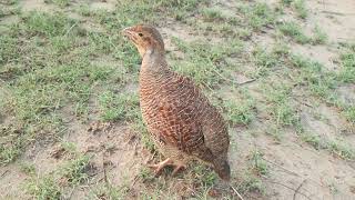 francolin tituur voice partridge titer soundpheasant video [upl. by Elrod]