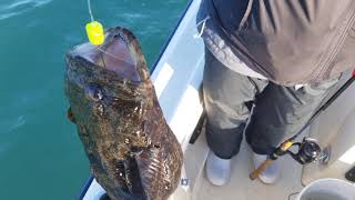 State Record Oyster Toadfish [upl. by Allebram655]