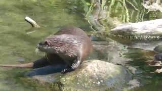 Fischotter Fütterung 1 Zoo Augsburg [upl. by Arait]