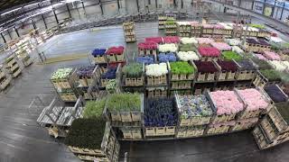 Flora Holland Flower Auction Aalsmeer Tour  4K [upl. by Rubenstein]