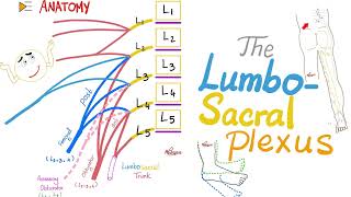 The Lumbosacral Plexus  Anatomy Series [upl. by Hayman997]