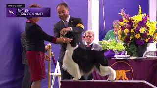 Spaniels English Springer  Breed Judging 2024 [upl. by Amaty]