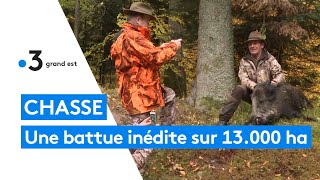 HautRhin  250 chasseurs mobilisés pour une battue aux sangliers hors norme [upl. by Stutman539]