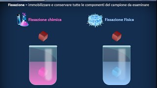 Istologia 01  Nozioni di microscopia e preparazione dei campioni [upl. by Lleraj737]