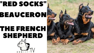 The RED SOCKS Dogs The BeAuceron French Shepherd Dogs [upl. by Aihsaei474]