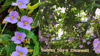 Thunbergia Plant Care Bengal Clock Vine care and propagation [upl. by Everson]