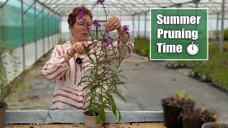 How to Prune Back Early Flowering Perennials for a Rebloom [upl. by Nance]