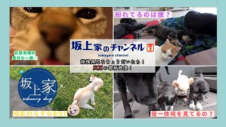 【真夏の最新映像】あの子が見せた表現方法！暑さも吹き飛ぶ縦横無尽なきょうだいたち！※動画の最後にはパグゾウ君の元気な鳴き声をお届けしちゃいます！ [upl. by Pascia471]