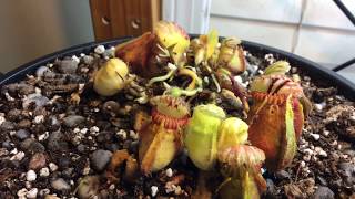 Cephalotus follicularis care part 2 [upl. by Samala]