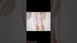 Intermittent Claudication Treatment  3D video [upl. by Aeriel]