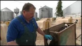 Dehorning A Humane Practice Focused on Cow Safety [upl. by Petey1]