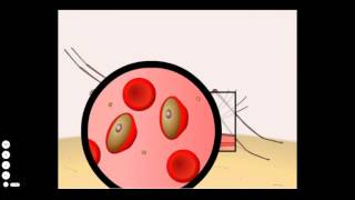 Malaria Life Cycle [upl. by Beatrice964]