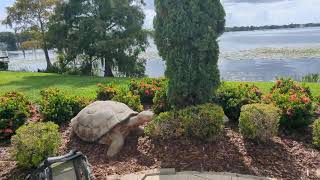 Freedom the Parrot with Tortoise Statue amp Oriental Arborvitae on Lake Killarney at Lakeside [upl. by Harmony162]