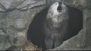 Black Wolf Howls to the Thunder [upl. by Fanning6]