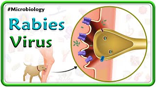 Rabies Virus Animation  Pathogenesis Clinical manifestations Diagnosis amp Treatment  USMLE Step 1 [upl. by Dahraf999]