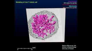 Modeling of a mitotic cell [upl. by Chick311]