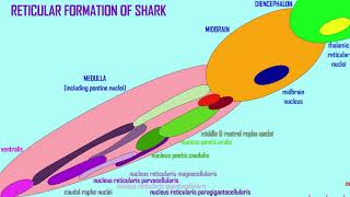the reticular formation [upl. by Vinni]