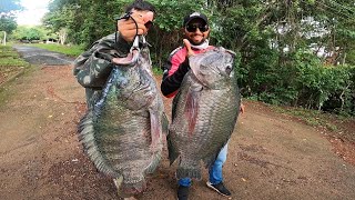 TILÁPIAS DE 7 KILOS Monstros selvagens atacam Pescaria especial as GIGANTES DO RIO [upl. by Dearden]