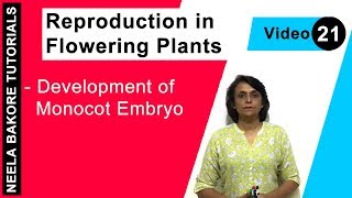 Reproduction in Flowering Plants  NEET  Development of Monocot Embryo  Neela Bakore Tutorials [upl. by Fermin]