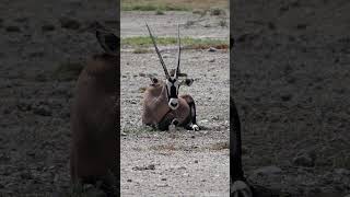 Lextraordinaire Oryx animal symbole de la Namibie [upl. by Hiltan766]