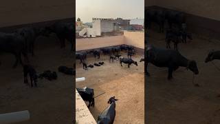 Ajay Dairy Farm  9992696962 dairyfarming farming buffalodairy buffalodairyfarm murrah milk [upl. by Alyce]