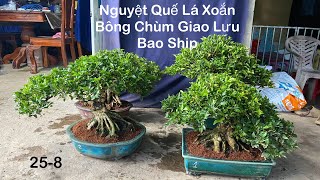 Nguyệt quế Lá Xoắn Bông Chùm Giao Lưu Bao Ship Ngày 258 zalo0338641796 [upl. by Haines476]