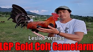 Lets Visit The Farm Of LGP Gold Colt Gamefarm [upl. by Doowle177]